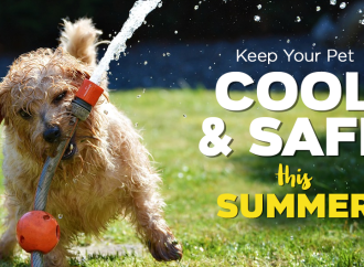 Summer Survival Guide: 12 Cooling Products Your Dog Needs Now