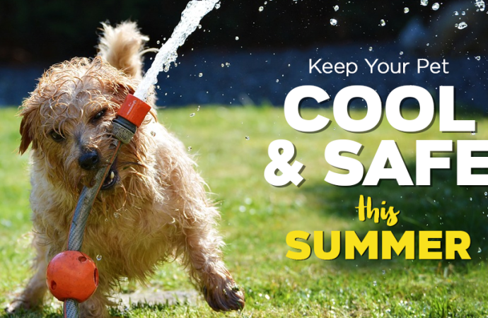 Summer Survival Guide: 12 Cooling Products Your Dog Needs Now