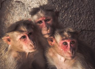 The Primate Predicament: Why the U.S. Is Running Out of Research Monkeys