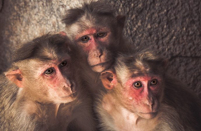 The Primate Predicament: Why the U.S. Is Running Out of Research Monkeys