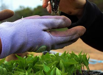 From Soil to Plate: Master the Art of Growing Your Own Food Oasis