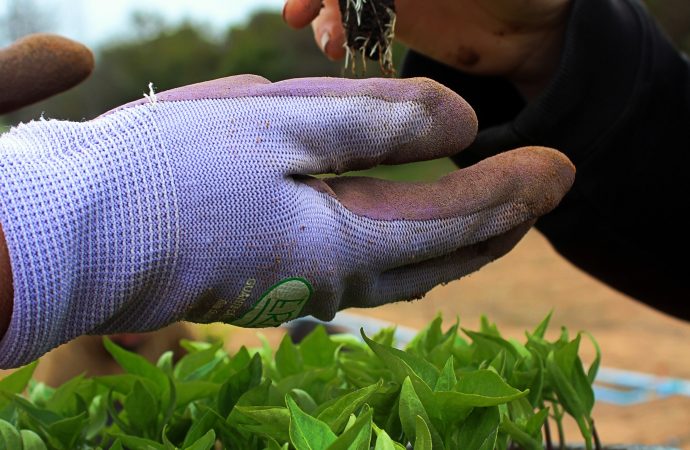 From Soil to Plate: Master the Art of Growing Your Own Food Oasis