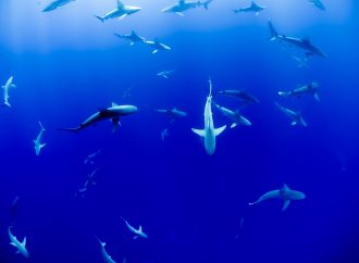 Discovering the Hammerhead Shark Nursery off Florida’s Recreational Coast