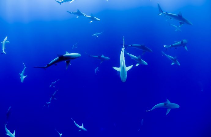 Discovering the Hammerhead Shark Nursery off Florida’s Recreational Coast