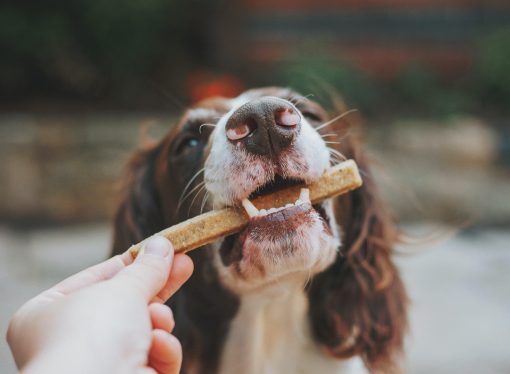 Dog owners face tough choices as pet food prices skyrocket