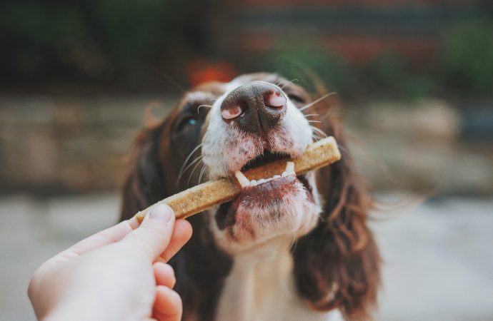 Dog owners face tough choices as pet food prices skyrocket