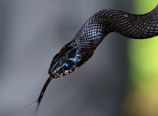 Look at Some of the Strangest and Most Unusual Snake Hues