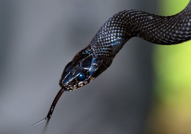 Look at Some of the Strangest and Most Unusual Snake Hues