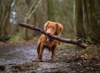 Can a Dirty Dog Keep Allergies at Bay?