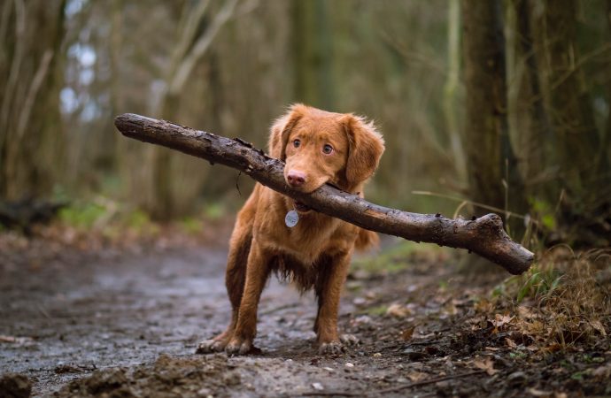 Can a Dirty Dog Keep Allergies at Bay?