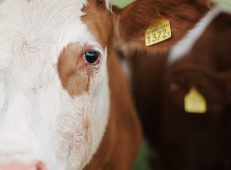 From Milk to Mitigation: Exploring the Surprising Climate-Friendly Potential of Dairy Cows