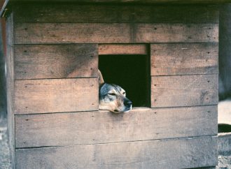 Adopt, Don’t Shop: Shelter Urges Pet-Seekers to Take Home Longest Resident