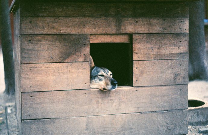 Adopt, Don’t Shop: Shelter Urges Pet-Seekers to Take Home Longest Resident