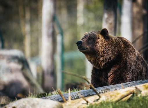 Devastating Impact of Bear Bile Farming on Our Environment and Wildlife