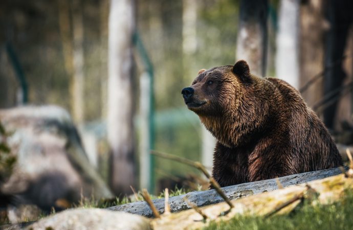 Devastating Impact of Bear Bile Farming on Our Environment and Wildlife