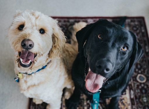 Outdoor Dining with Your Furry Friend: New Government Guidelines