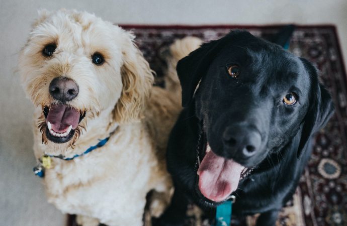 Outdoor Dining with Your Furry Friend: New Government Guidelines