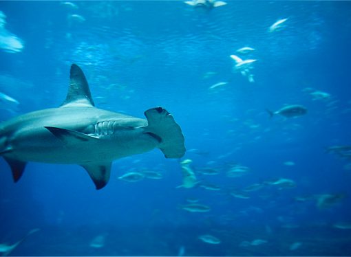 Exploring the Hidden World of Hammerhead Sharks: A Recreational Destination in Florida