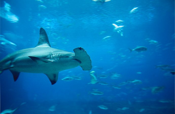 Exploring the Hidden World of Hammerhead Sharks: A Recreational Destination in Florida