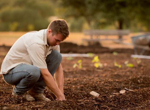 Unleashing Nature’s Palette: Nurturing a Vibrant Garden Oasis