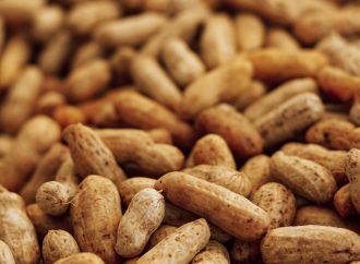 Revolutionary Treatment: Small Amounts of Peanuts Help Allergic Children