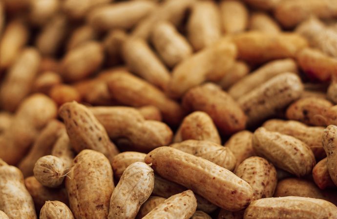 Revolutionary Treatment: Small Amounts of Peanuts Help Allergic Children