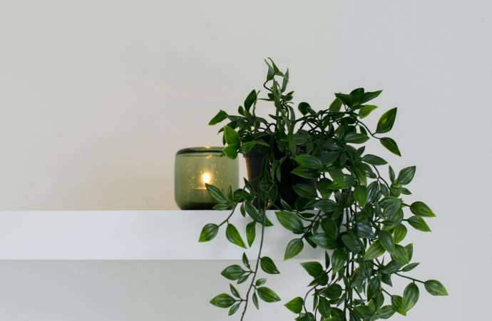 Indoor Garden Haven: Transforming Your Space into a Flourishing Paradise