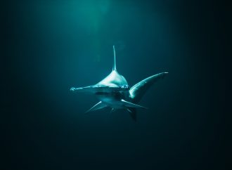 A Surprising Breeding Ground for Hammerhead Sharks