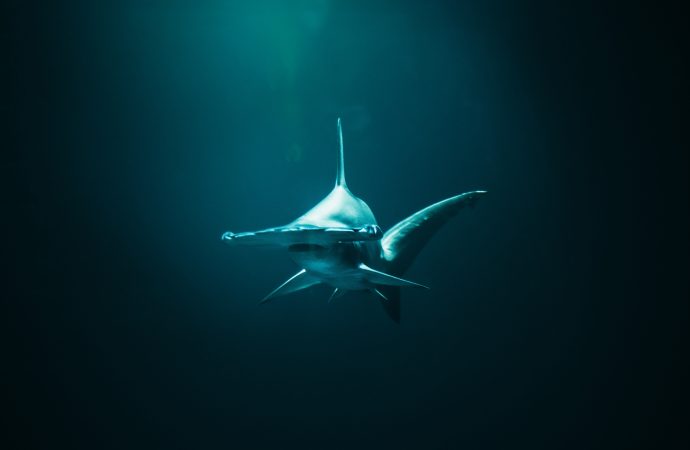 A Surprising Breeding Ground for Hammerhead Sharks