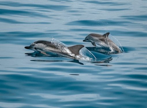 Role of Dolphins in Marine Ecosystems