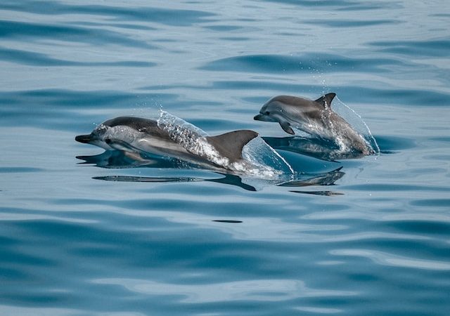 Role of Dolphins in Marine Ecosystems