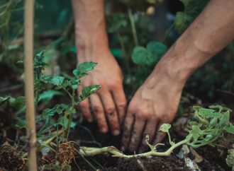 Exploring Botanical Wonders: Unconventional and Distinctive Plants for Your Unique Collection