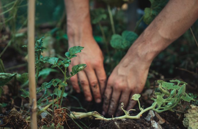 Exploring Botanical Wonders: Unconventional and Distinctive Plants for Your Unique Collection