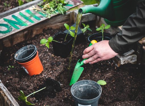 From Seeds to Sprouts: Starting Your Plants Off Right