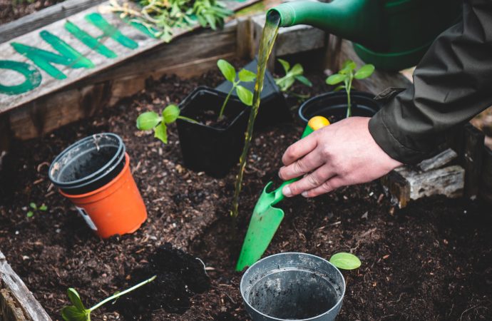 From Seeds to Sprouts: Starting Your Plants Off Right