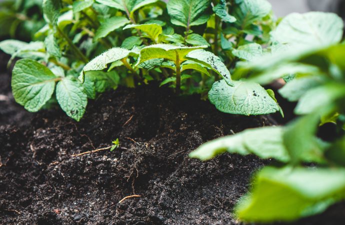 “Dreamy and Rustic: Creating a Cottagecore Garden Haven”.