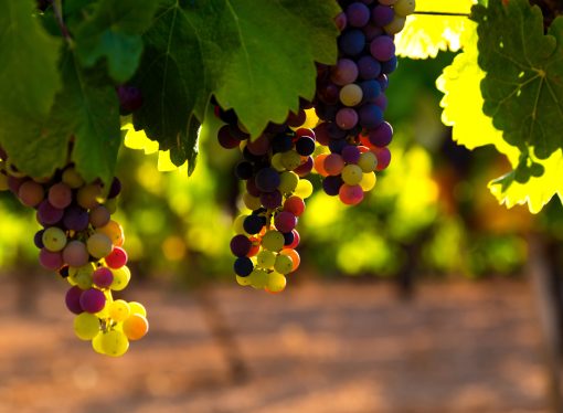 The Grape Debate: Why Some Experts Recommend Eating More Grapes