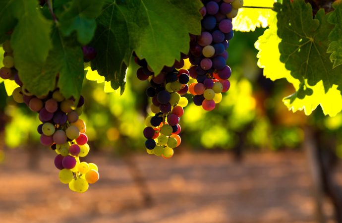 The Grape Debate: Why Some Experts Recommend Eating More Grapes