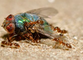 From Lowly Worker to Mighty Monarch: The Life Cycle of a Termite King