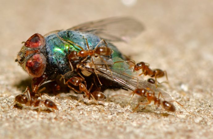 From Lowly Worker to Mighty Monarch: The Life Cycle of a Termite King