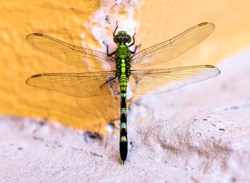 Jewel of the Sky and its Significance in Nature