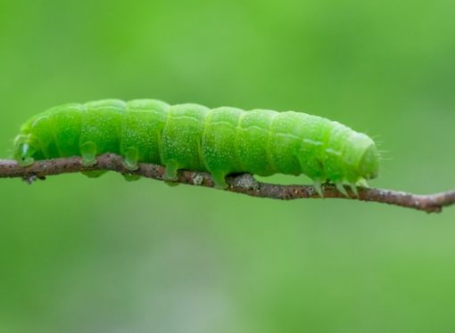 Diet of Caterpillars and Their Feeding Habits