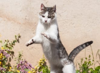 How to Keep Your Cat’s Claws Healthy and Happy