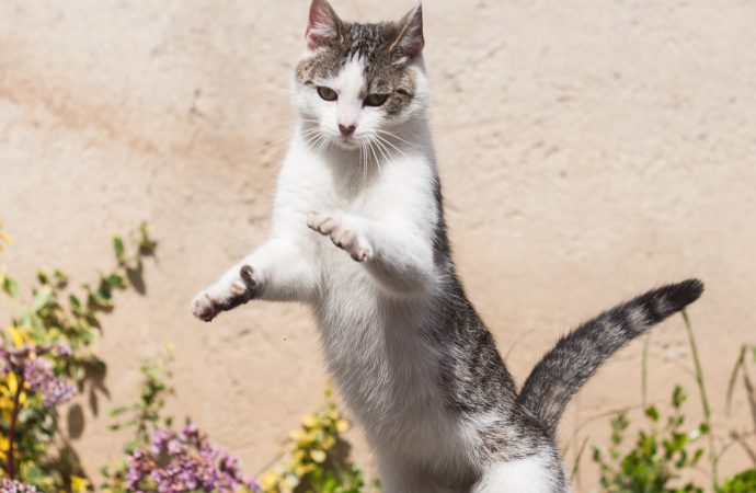 How to Keep Your Cat’s Claws Healthy and Happy