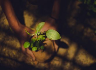 Unlocking the Secrets of Successful Plant Propagation: Tips and Tricks from the Pros