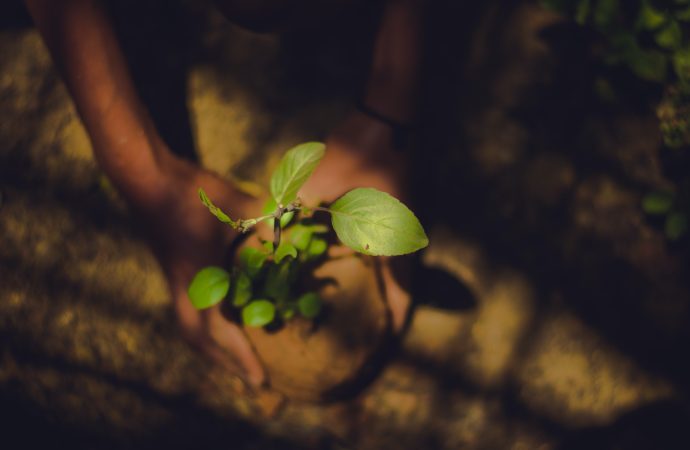 Unlocking the Secrets of Successful Plant Propagation: Tips and Tricks from the Pros