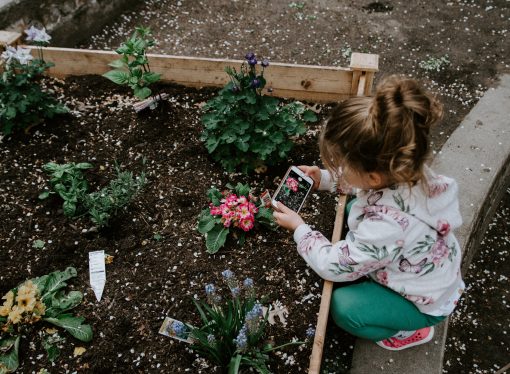 Creating a Wildlife Haven: Tips for Attracting Birds and Animals to Your Garden