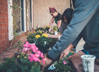 Unlock the Art of Indoor Gardening: Expert Tips for Flourishing Houseplants