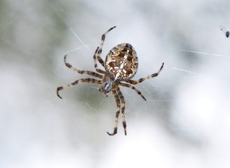 Diet of Spiders What They Eat and How They Hunt