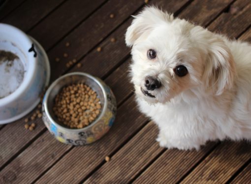 Pet food prices soar, leaving dog owners in the lurch